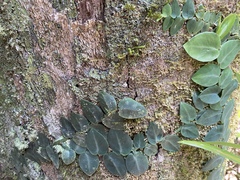 Rhaphidophora hayi
