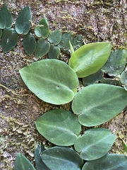 Rhaphidophora hayi