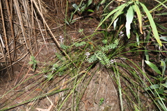 Comesperma esulifolium