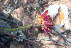 Ursinia discolor