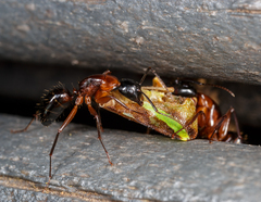 Camponotus texanus