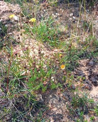 Ursinia discolor