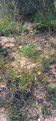 Ursinia discolor