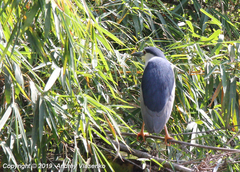 Nycticorax nycticorax nycticorax