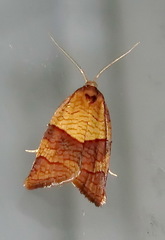 Philedone gerningana