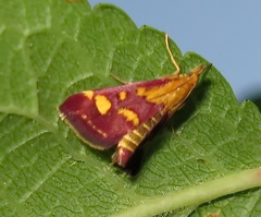 Pyrausta purpuralis