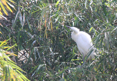 Egretta garzetta dimorpha