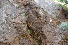 Sonchus daltonii