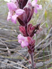 Harveya pauciflora