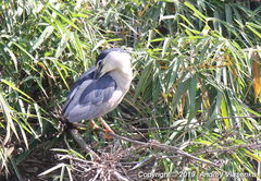 Nycticorax nycticorax nycticorax