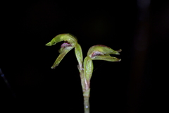 Townsonia deflexa