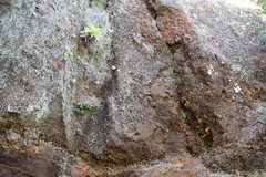 Sonchus daltonii