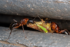 Camponotus texanus