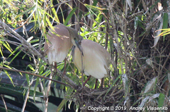 Ardeola ralloides