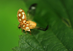 Calvia quindecimguttata