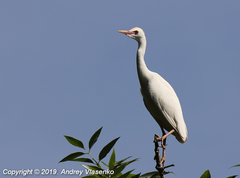 Bubulcus ibis ibis