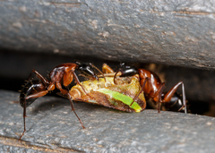 Camponotus texanus