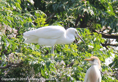Egretta garzetta dimorpha