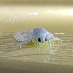 Nymphostola galactina
