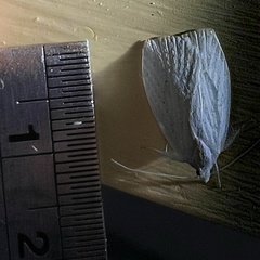 Nymphostola galactina