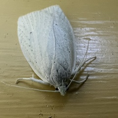 Nymphostola galactina