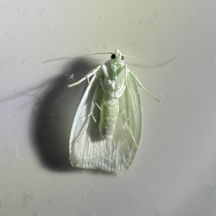 Nymphostola galactina