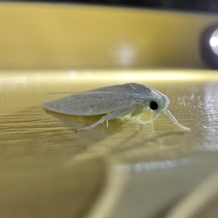 Nymphostola galactina