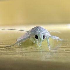 Nymphostola galactina