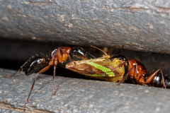 Camponotus texanus