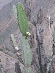 Armatocereus matucanensis