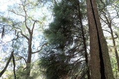 Callitris macleayana