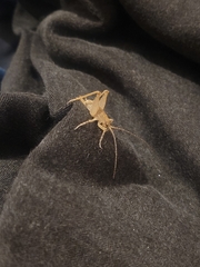 Pleioplectron simplex