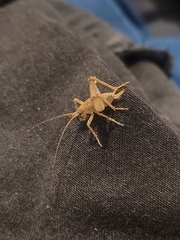 Pleioplectron simplex