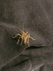 Pleioplectron simplex