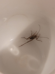 Pleioplectron simplex