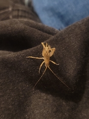 Pleioplectron simplex