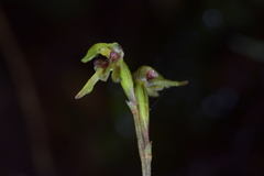 Townsonia deflexa
