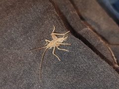 Pleioplectron simplex