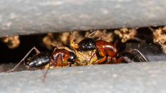 Camponotus texanus