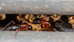 Camponotus texanus