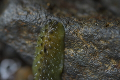 Athoracophorus papillatus