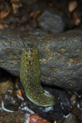 Athoracophorus papillatus