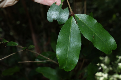Austrobuxus swainii (Austrobuxus swainii)