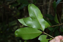 Austrobuxus swainii