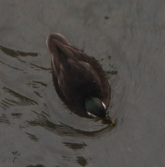 Anas platyrhynchos domesticus