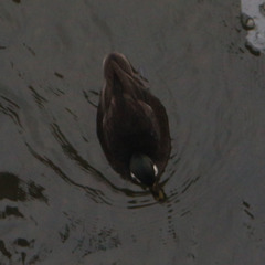 Anas platyrhynchos domesticus