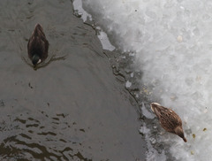 Anas platyrhynchos domesticus
