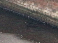 Anas platyrhynchos domesticus