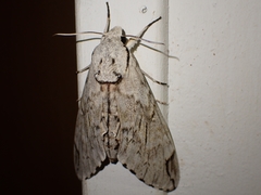 Psilogramma lifuense