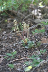 Pyrola dentata